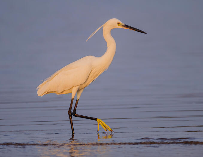 Snowy Egret