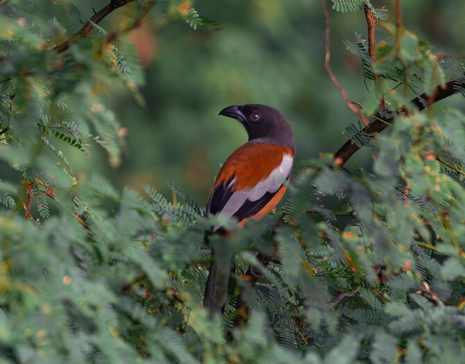 Rufous Treepie