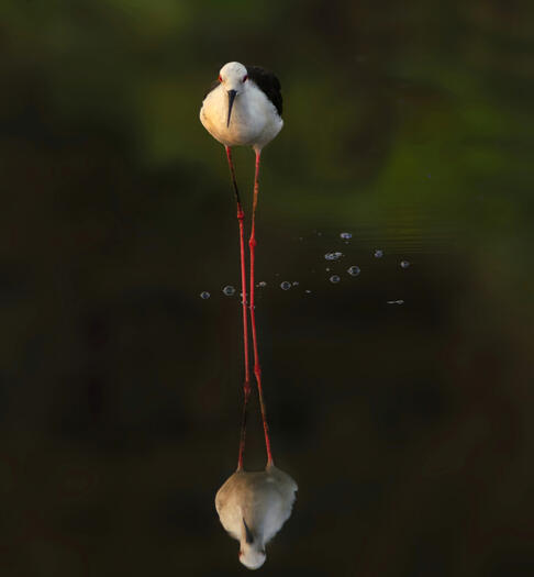 Black-winged stilt
